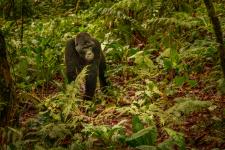 Permit für das Gorilla Habituation Experience in Uganda