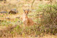 Serval in der Serengeti in Tansania