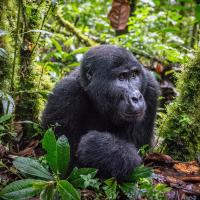Safari und Erlebnisreise - Uganda die Perle Afrikas
