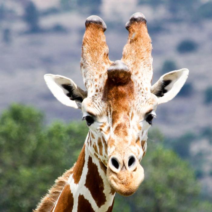 Kenias ursprüngliche Safari Highlights