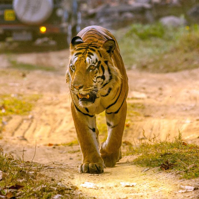 Große Tiger Safari